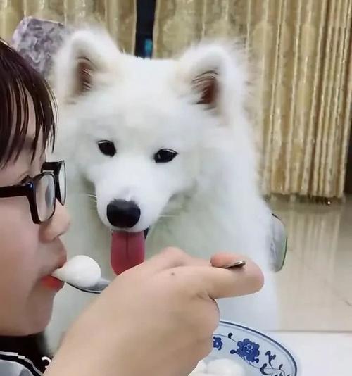 小狗的饮食（宠物狗的健康成长与适当饮食）