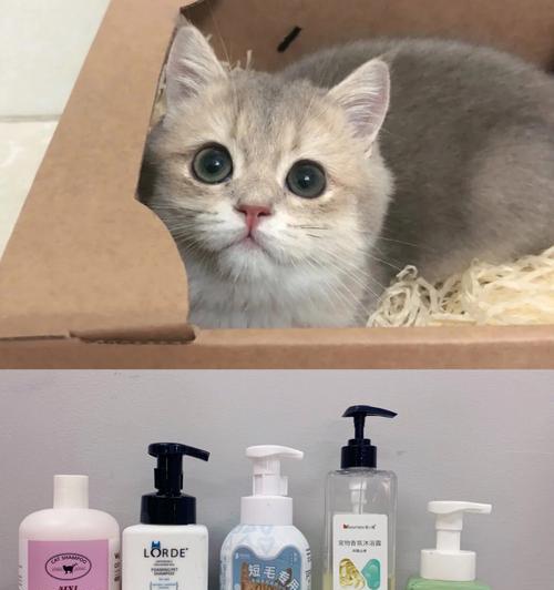 从宝宝到小猫——使用婴儿沐浴露给宠物洗澡的正确方法（如何使用婴儿沐浴露保护小猫的皮肤健康）