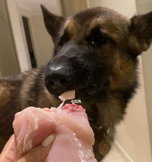 幼犬的饮食需求——是否适合吃鸡胸肉？（以宠物为主的健康饮食选择，鸡胸肉是否适合幼犬？）