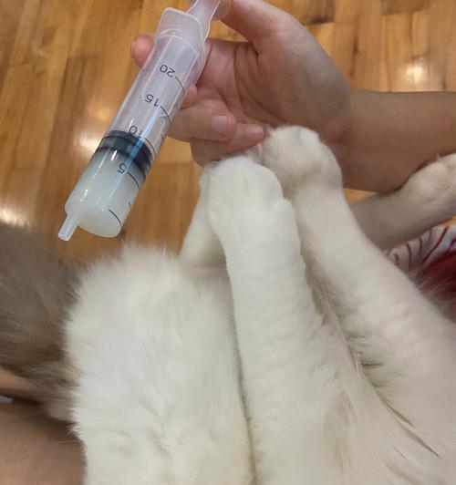 如何解决幼犬不吃饭只喝水的问题（以宠物为主，关爱小生命）