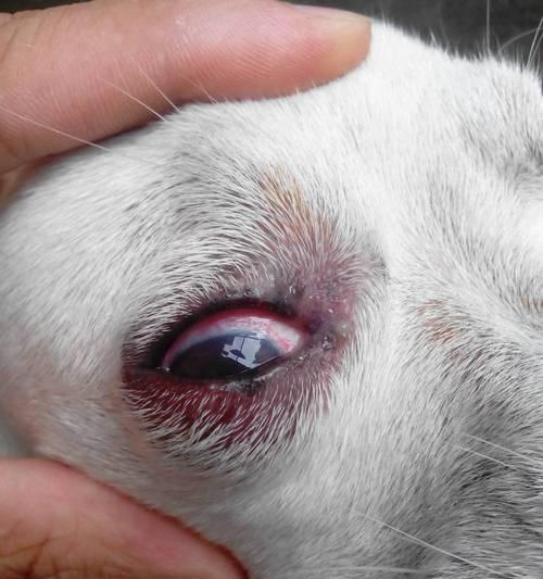 幼犬多眼屎是什么原因？（了解幼犬眼屎的成因，关爱宠物健康）