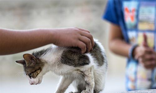 如何让狗狗与小猫和谐共处（培养狗狗的好奇心，引导小猫的自信心）