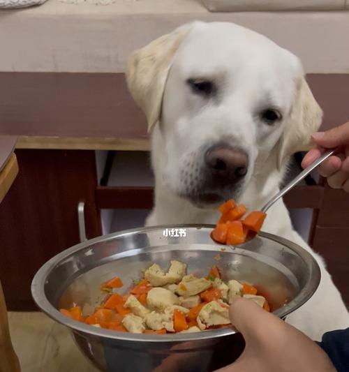 如何让你的宠物狗不吃别人给的食物（宠物主人必读的教育方法）