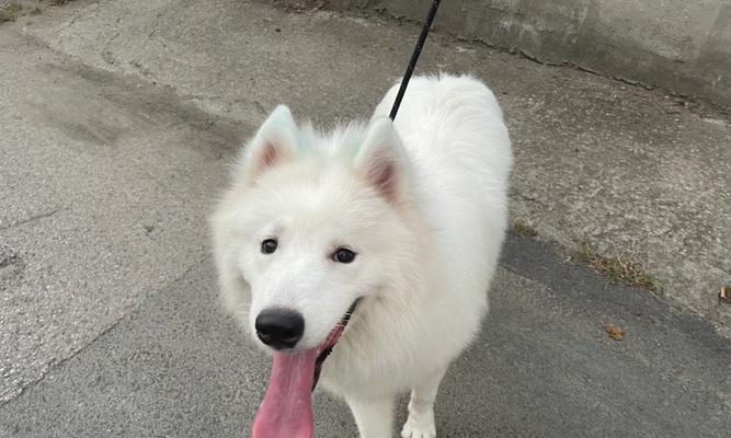 从萨摩犬到狗粮（探讨两个月萨摩犬食用狗粮的正确方法，）