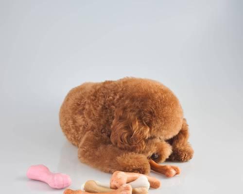 两个月大泰迪犬的饮食管理（健康宠物从饮食开始/泰迪犬的食物营养需求）