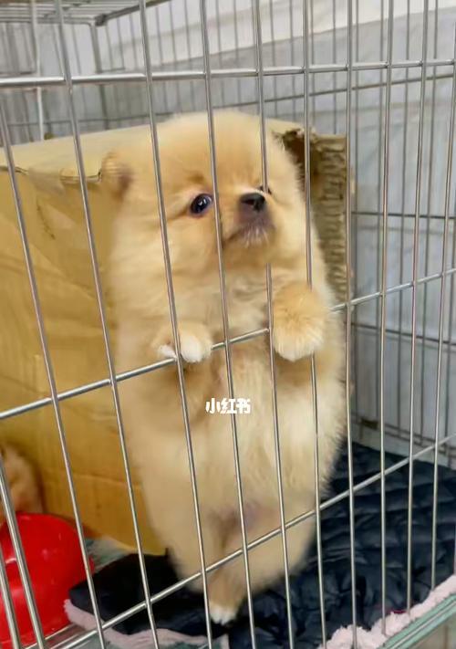 探究2月狗狗博美尿黄的原因与解决方法（宠物主人必读！如何处理狗狗尿黄问题）