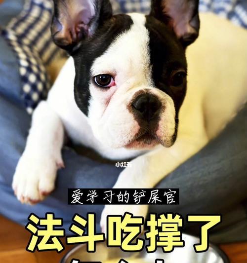 养法斗的必备知识（健康饮食，让你的法斗更健康快乐）