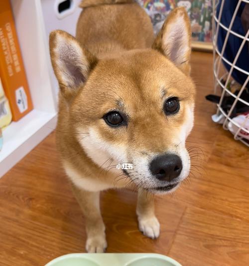 6个月柴犬每顿吃多少狗粮（如何为宠物狗掌握恰当的食量）