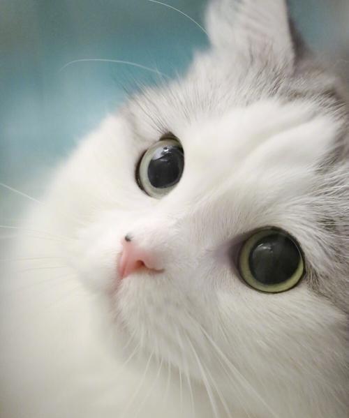 探寻宠物世界的乐趣——以com猫咪_猫咪、com为主题的文章