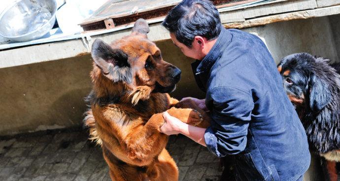 藏獒首胎产仔数揭秘（以宠物为主，了解藏獒首胎产仔数的关键因素）
