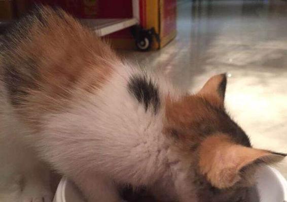 宠物小猫的捕鼠之路（以逮小猫_小猫逮老鼠的过程为主题的探究）