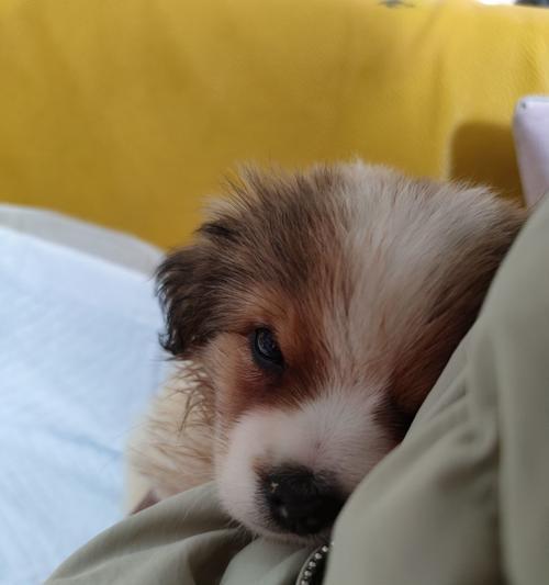 从细小病毒到健康宠物犬（一只小小的狗狗如何战胜细小病毒，重返健康）