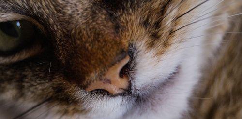 等待的猫咪——宠物的忠诚与期待（那些用眼神诉说的故事和情感）