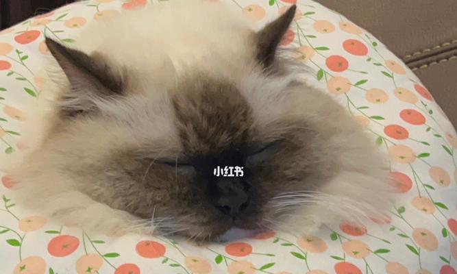 小猫睡觉打呼噜，如何正确对待宠物？（多打小猫是错误的方式，关爱宠物才是王道）