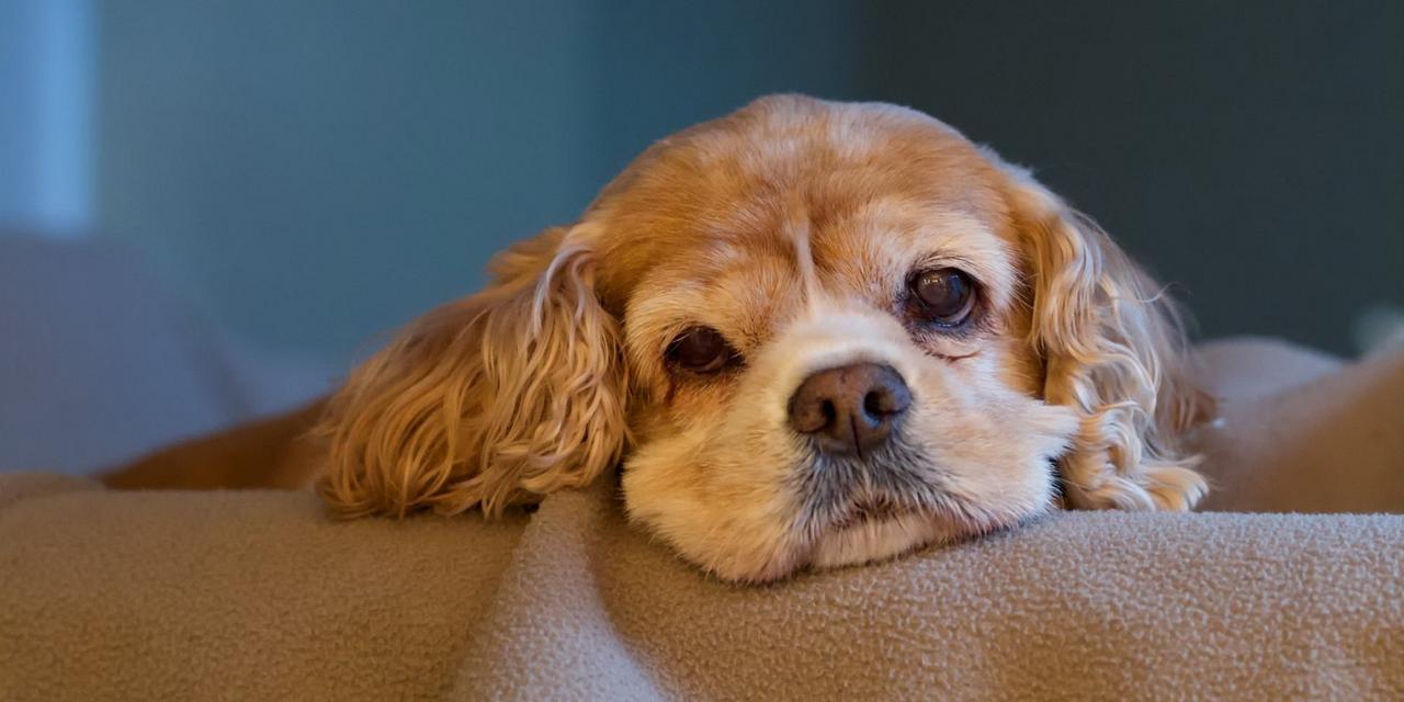 HowManyPuppiesareintheRoom?（CountingtheAdorablePets）