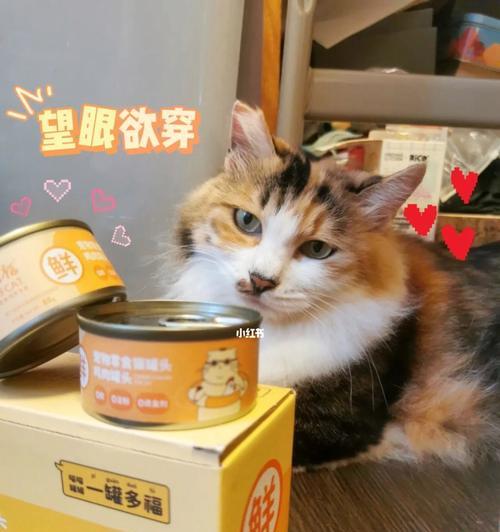如何让宠物猫咪改善胃口（15个小贴士让你的猫咪爱上吃饭）