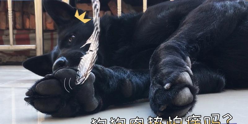 宝宝狗脚底破了怎么办？（处理狗狗脚底破裂的正确方法，让宝宝尽快康复）