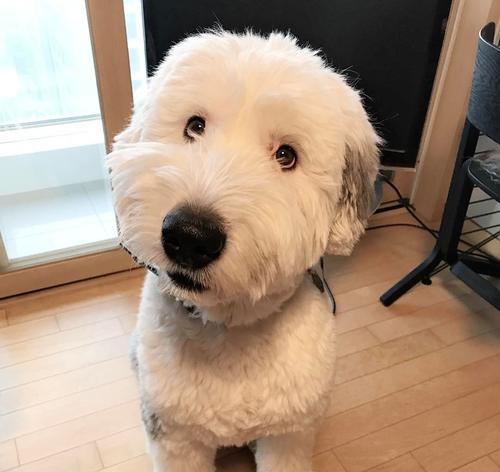 如何养好你的英国牧羊犬（宠物必备攻略，让你的毛孩健康快乐成长）