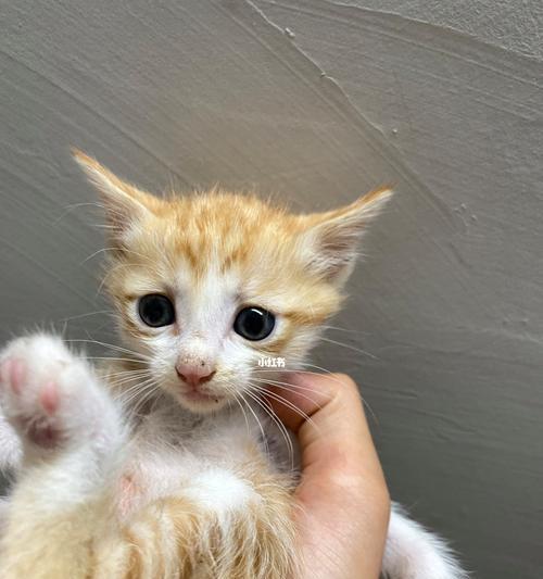 刚领养的猫咪如何选择免费领养猫咪（选择合适的伙伴，让你的宠物生活更加幸福）