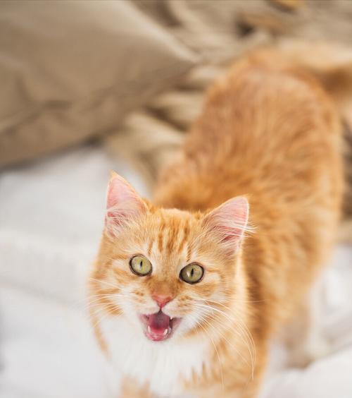 如何让新买的小猫晚上不叫个不停？