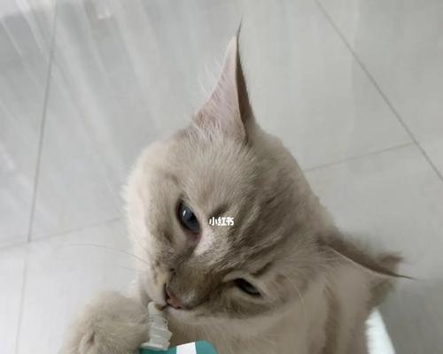 给宠物使用吸发器，让狗狗舒服吸氧（呼吸困难、胸闷不再是问题，给狗狗一个健康的生活）