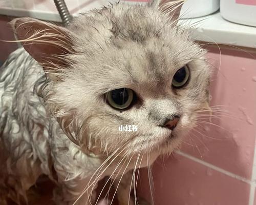 小猫洗澡的正确方法（宠物爱好者必读，让小猫清新美丽）