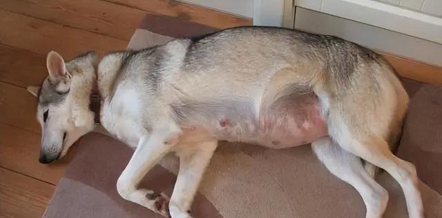 狗被踢得撒尿有血的原因及应对方法（以宠物为主，如何保护你的爱犬不受伤害？）