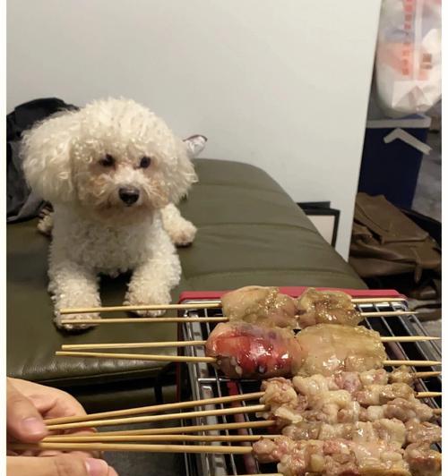 狗狗肠道出血，怎么办？