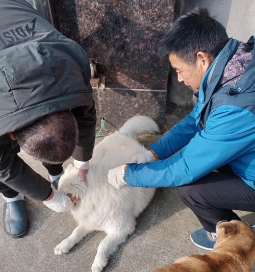 狗狗打过疫苗后为何会呕吐？（探究狗狗在接种疫苗后可能出现的呕吐现象及其原因）