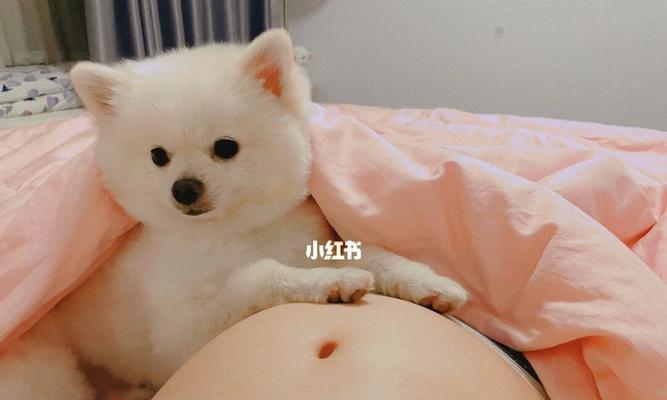 狗狗配完后不想怀孕怎么办？（宠物主人必备的防止意外孕育方法）