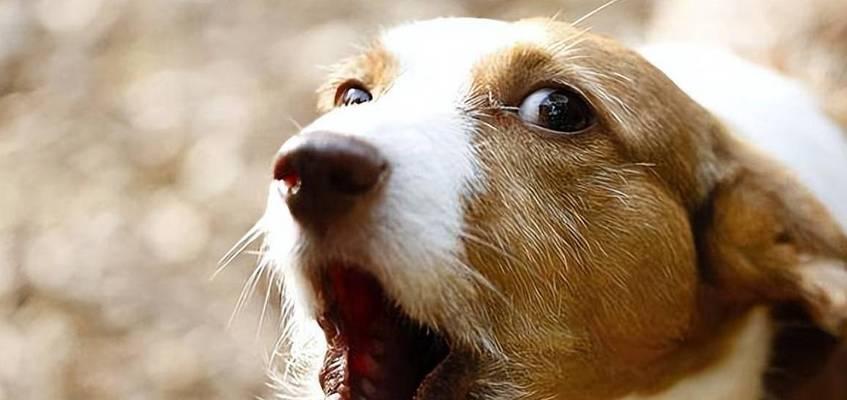 如何训练狗狗到新环境不乱叫（让宠物适应新环境的15个技巧）