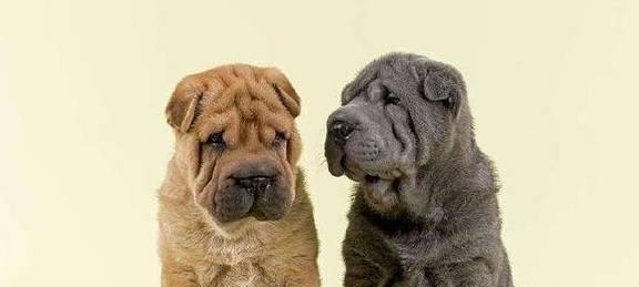 如何合理喂养沙皮犬（几点注意让沙皮犬健康成长）