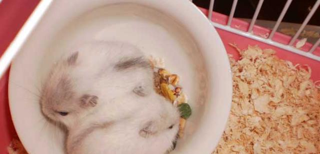 奶茶仓鼠的饲养方法（以宠物为主，打造温馨家庭）