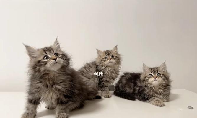 以西伯利亚森林猫为宠物的饲养方法（了解西伯利亚森林猫的特点与需求，让它们健康成长）