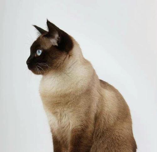 日本短尾猫的养护指南（以爱宠为主，打造健康快乐的生活）