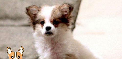 从喂养到训练，让您的蝴蝶犬健康成长（从喂养到训练，让您的蝴蝶犬健康成长）