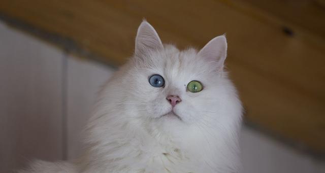 土耳其安哥拉猫的饲养方法（宠物爱好者必看，详解如何照顾土耳其安哥拉猫）