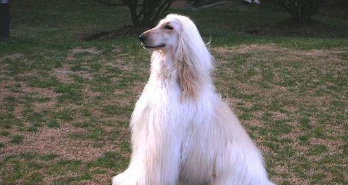 如何合理饲养阿富汗猎犬？（以宠物为主，掌握15个技巧让您的狗狗更健康快乐！）