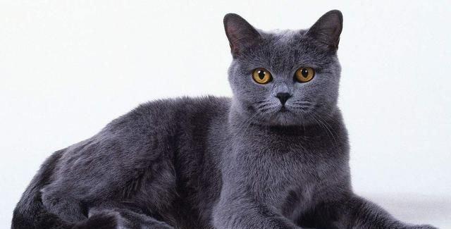 如何正确饲养夏特尔猫（了解夏特尔猫的特点及养护方法，让你的宠物更健康快乐）