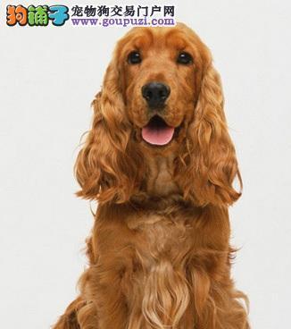 英国可卡犬的养护指南（以爱心和耐心，打造健康活泼的宠物犬）