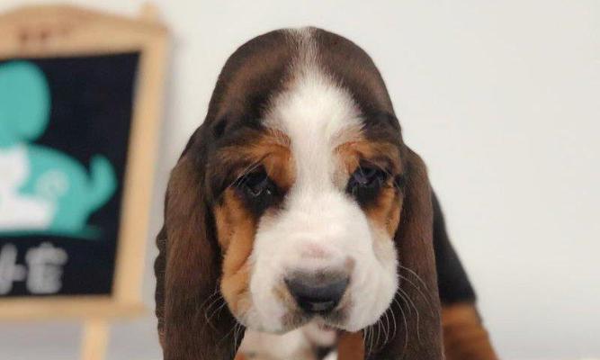 如何养护你的以巴吉度猎犬（掌握这些技巧，让你的以巴吉度猎犬健康成长）