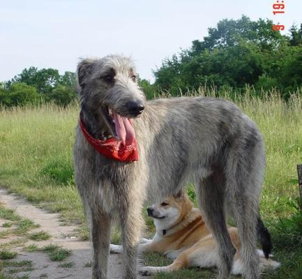 爱尔兰猎狼犬饲养指南（以宠物为主，打造健康快乐的家庭成员）