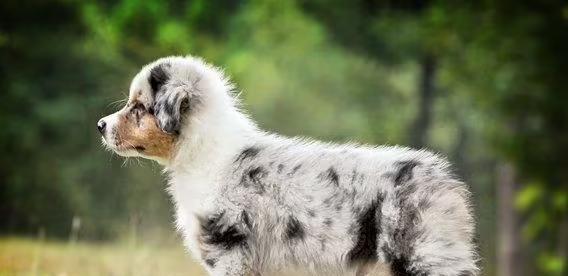 如何科学饲养澳大利亚牧羊犬（探秘澳大利亚牧羊犬的生活习惯和健康管理）