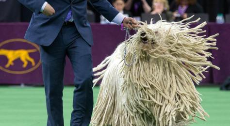 可蒙犬饲养方法（打造健康活泼的可蒙宠物生活）