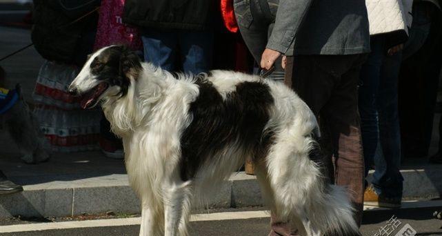 苏俄猎狼犬的全面养护指南（打造健康、快乐的宠物生活）