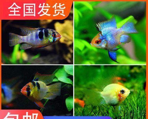七彩凤凰鱼的全面饲养指南（宠物鱼的健康生活从这里开始！）