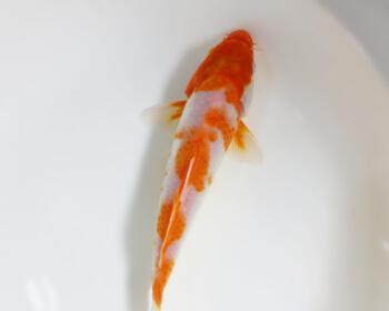 红白草金鱼的饲养方法（让你的宠物金鱼健康快乐）