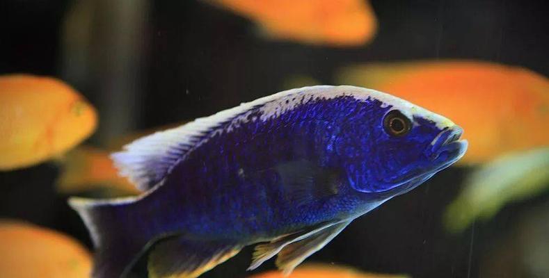 以白兔鱼为宠物的饲养方法（养一条健康、快乐的白兔鱼）