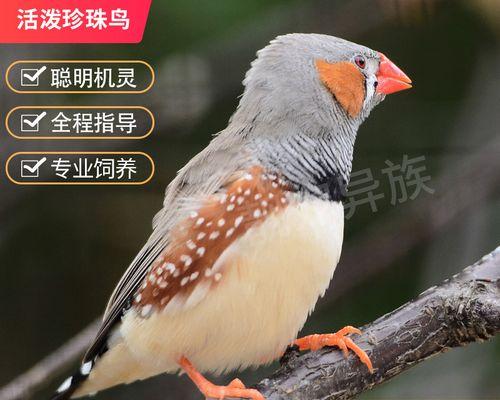 灰文鸟的饲养方法（打造温馨的宠物世界）