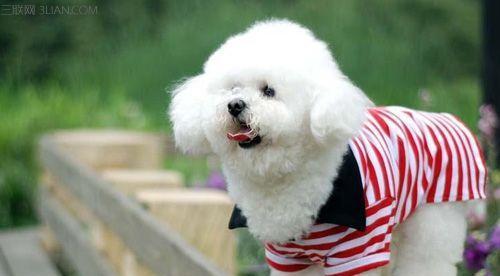 贵宾犬饲养全攻略（从喂食到训练，打造健康可爱的贵宾犬）
